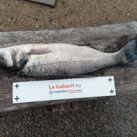 photo prise 553 par Alain Lannig