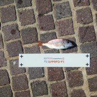 photo prise 1253 par haddock