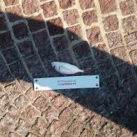 photo prise 1257 par haddock