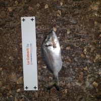 photo prise 1300 par Ibra pêche