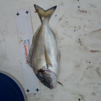 photo prise 1411 par Guy le Pescail