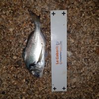 photo prise 1586 par Ibra pêche