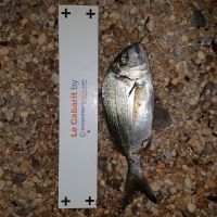 photo prise 1641 par Ibra pêche