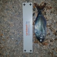photo prise 1652 par Ibra pêche