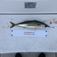 photo prise 1797 par Chrisfishing