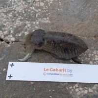 photo prise 2312 par Pierre Roux