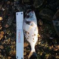 photo prise 2433 par Guy le Pescail