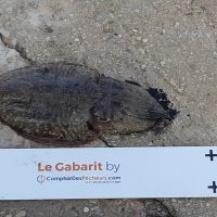 photo prise 2493 par Pierre Roux