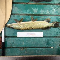 photo prise 2568 par AKIL-fishing