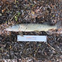 photo prise 2576 par AKIL-fishing