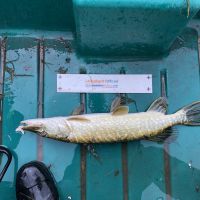 photo prise 2584 par AKIL-fishing