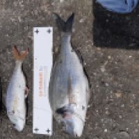 photo prise 3299 par Guy le Pescail