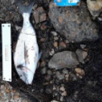 photo prise 3351 par Guy le Pescail