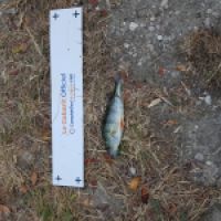 photo prise 3658 par Matfishing