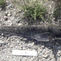 photo prise 3974 par pike man 94 