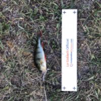 photo prise 4208 par Mattou vision FlyFishing