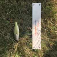 photo prise 4246 par Mattou vision FlyFishing