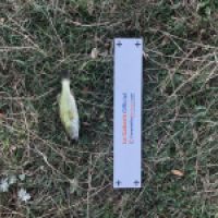 photo prise 4248 par Mattou vision FlyFishing