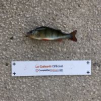 photo prise 4358 par Mattou vision FlyFishing