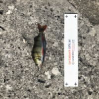 photo prise 4369 par Mattou vision FlyFishing