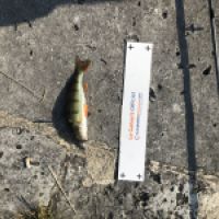 photo prise 4371 par Mattou vision FlyFishing