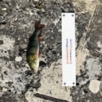 photo prise 4374 par Mattou vision FlyFishing