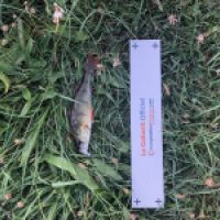 photo prise 4376 par Mattou vision FlyFishing