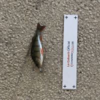 photo prise 4379 par Mattou vision FlyFishing