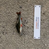 photo prise 4380 par Mattou vision FlyFishing