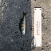 photo prise 4386 par Mattou vision FlyFishing