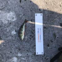 photo prise 4399 par Mattou vision FlyFishing