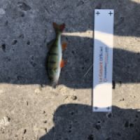 photo prise 4405 par Mattou vision FlyFishing
