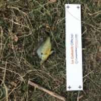 photo prise 4428 par Mattou vision FlyFishing