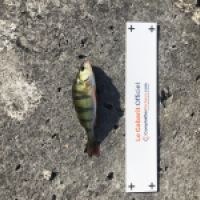 photo prise 4506 par Mattou vision FlyFishing