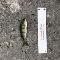 photo prise 4588 par Mattou vision FlyFishing