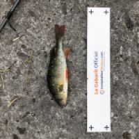 photo prise 4591 par Mattou vision FlyFishing