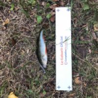 photo prise 4600 par Mattou vision FlyFishing