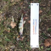 photo prise 4601 par Mattou vision FlyFishing