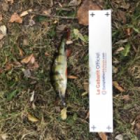 photo prise 4602 par Mattou vision FlyFishing