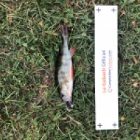 photo prise 4605 par Mattou vision FlyFishing