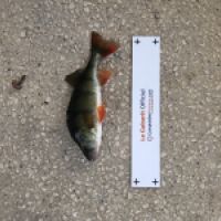 photo prise 4641 par Mattou vision FlyFishing