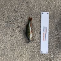 photo prise 4644 par Mattou vision FlyFishing