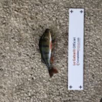 photo prise 4749 par Mattou vision FlyFishing