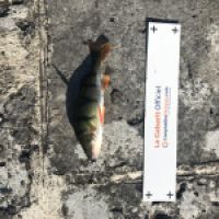 photo prise 4762 par Mattou vision FlyFishing