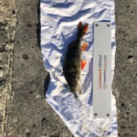 photo prise 4763 par Mattou vision FlyFishing