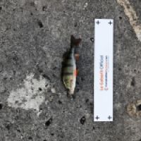 photo prise 4772 par Mattou vision FlyFishing