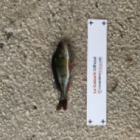photo prise 4941 par Mattou vision FlyFishing