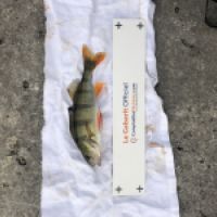 photo prise 4960 par Mattou vision FlyFishing