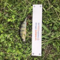photo prise 4965 par Mattou vision FlyFishing