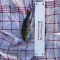 photo prise 5055 par Mattou vision FlyFishing